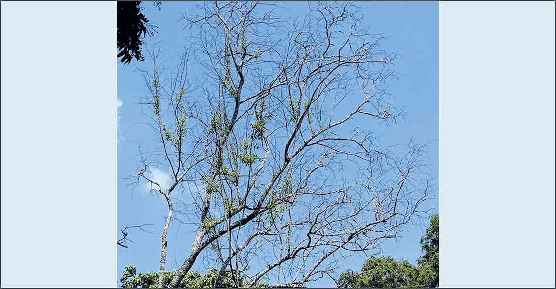 Spike disease grips Marayoor sandalwood trees, COVID-like containment measures in place