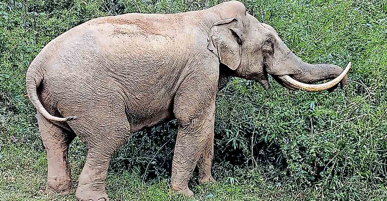 Padayappa The wild elephant called Padayappa of Munnar