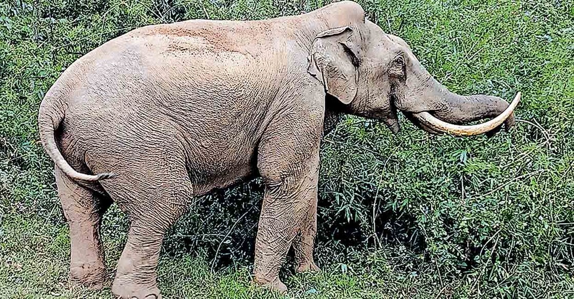 The wild elephant called Padayappa of Munnar