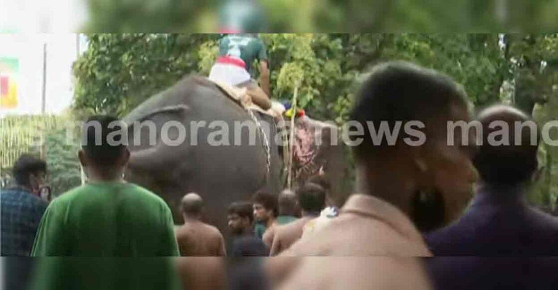elephant-thrissur-pooram