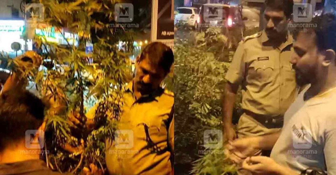 Excise officers inspect the Cannabis plant that was seized from Palarivattom in Kochi on Monday night. 