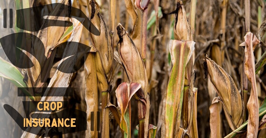 crop-insurance.jpg