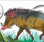 Wild boar attacks go unchecked in Kozhikode, Malappuram since LS polls declaration 