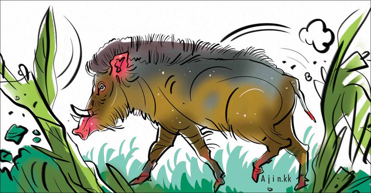 Maneka Gandhi opposes Kerala nod to local bodies to kill wild boars, guidelines soon Maneka Gandhi opposes Kerala nod to local bodies to kill wild boars, guidelines soon