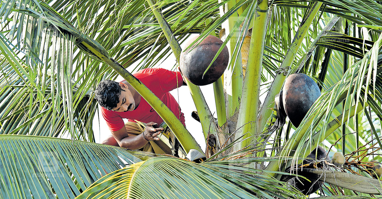 A worker taking toddy from a coconut tree. Photo: Jins Micheal/Manorama
