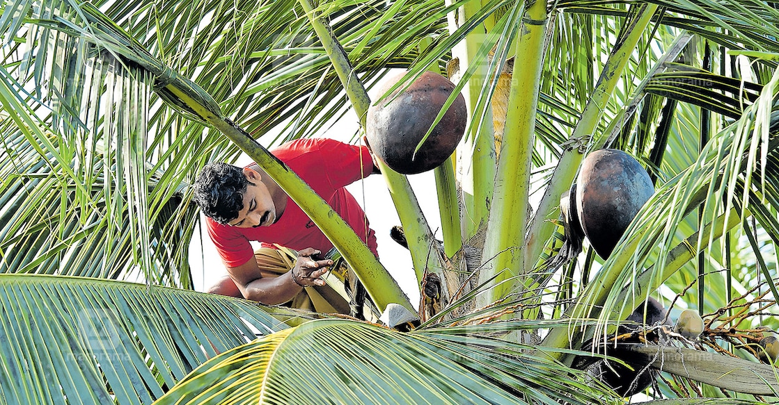 A worker taking toddy from a coconut tree. Photo: Jins Micheal/Manorama