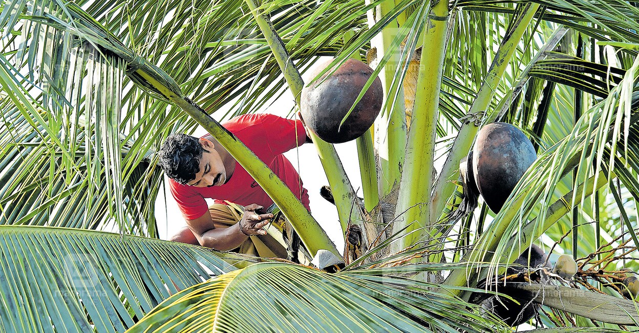 A worker taking toddy from a coconut tree. Photo: Jins Micheal/Manorama