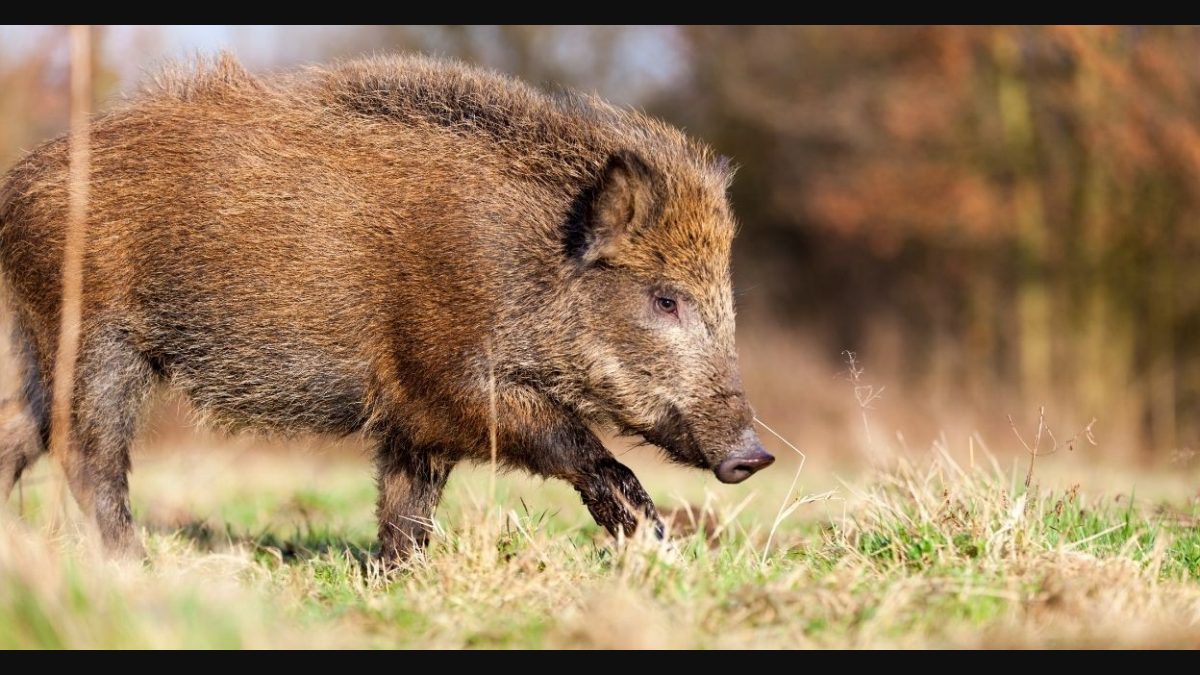 Wild boars: Vermin to many, but Centre points to their role in ecological  balance