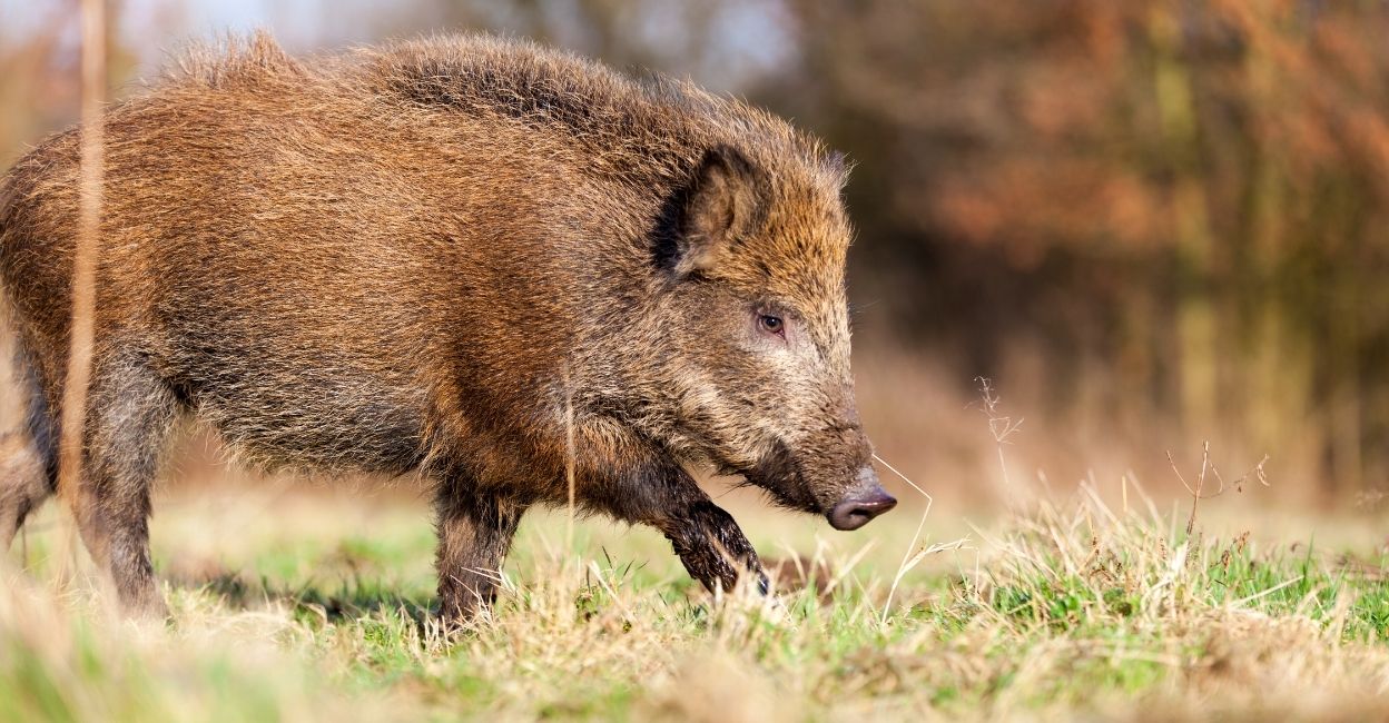 Wild Boar. Photo: DenBoma / iStock