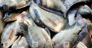 India records 1.32 tonnes of carbon emission from one tonne of fish production