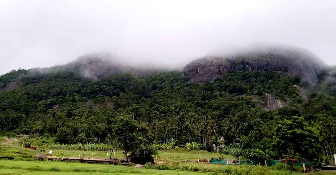 Forest area. FILE PHOTO