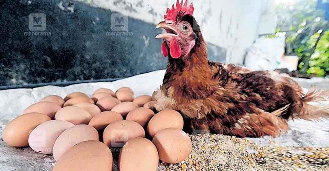 hen-eggs