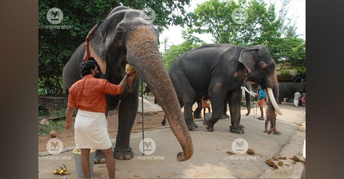 Temple elephants fed at Punnathurkotta. File photo
