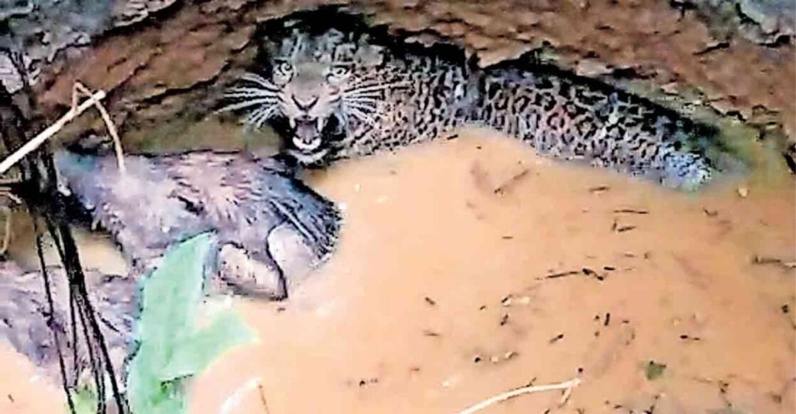 The animals in the pit. Photo: Manorama Online