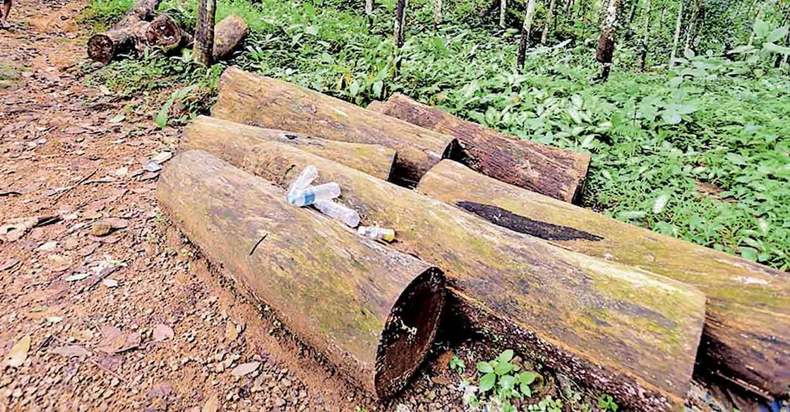 The middlemen carried out illegal felling of trees on the Life Mission plots located at Kochukottmanpara in Seethathode Panchayat.