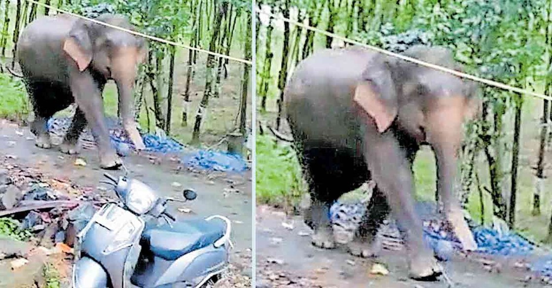 മലപ്പുറം കോടാലിപൊയിൽ മാതിപ്പൊട്ടി കോളനി ഭാഗത്തെത്തിയ കാട്ടാന. ഇന്നലെ രാവിലെ എട്ടിനുള്ള കാഴ്ച.