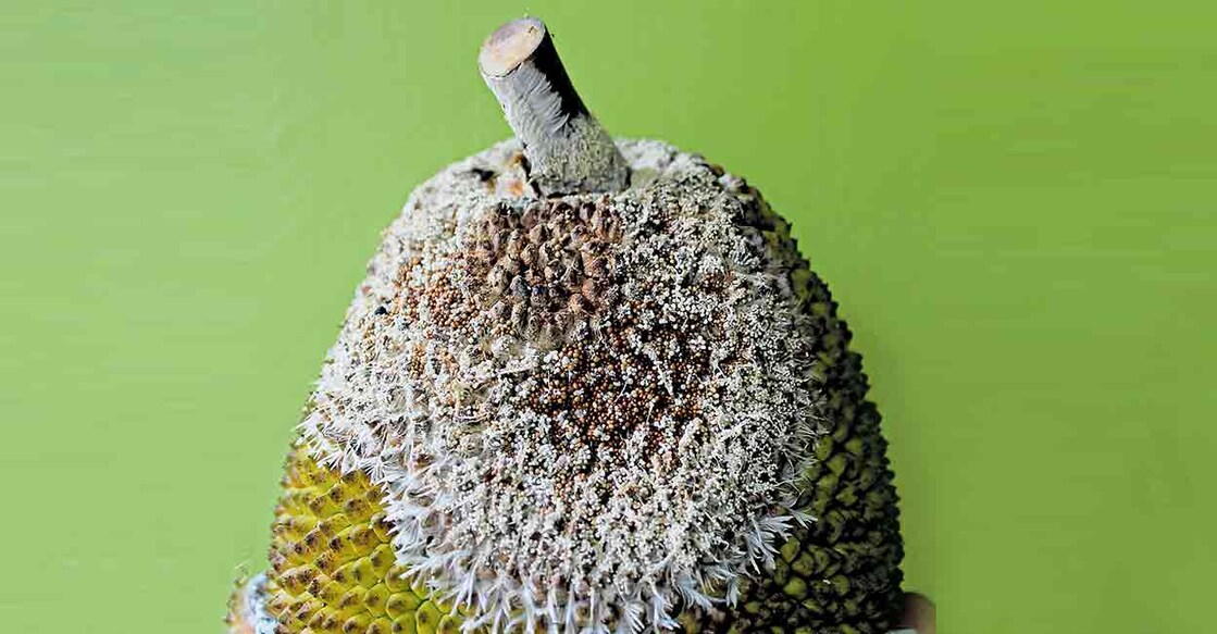 New fungal disease (kumil rogam) detected in jackfruits. Photo: Manorama