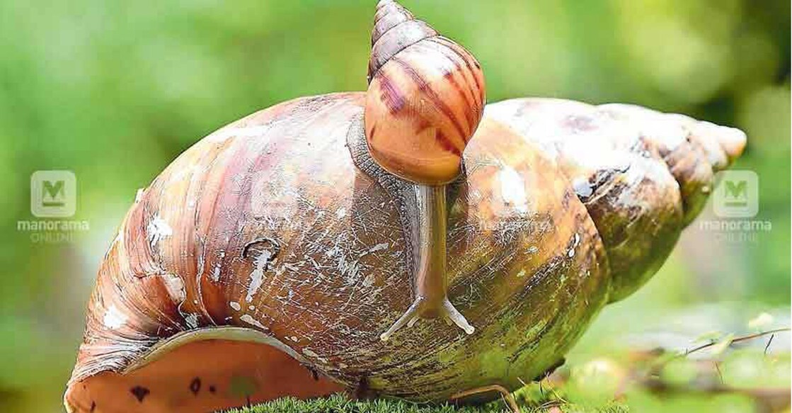 African snail. File photo: Manorama