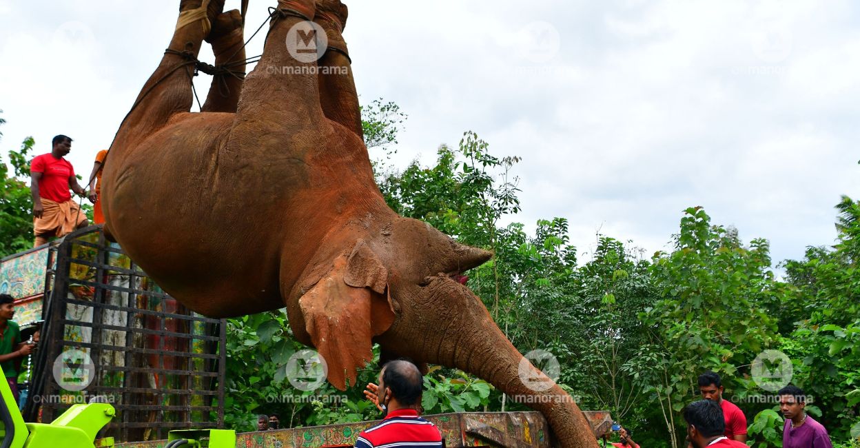 Elephant The elephant which fell into the septic tank was lifted using a crane after widening the hole in Vellikulangara forest range in Thrissur's Kodakara. Photo: Russel Shahul/Manorama
