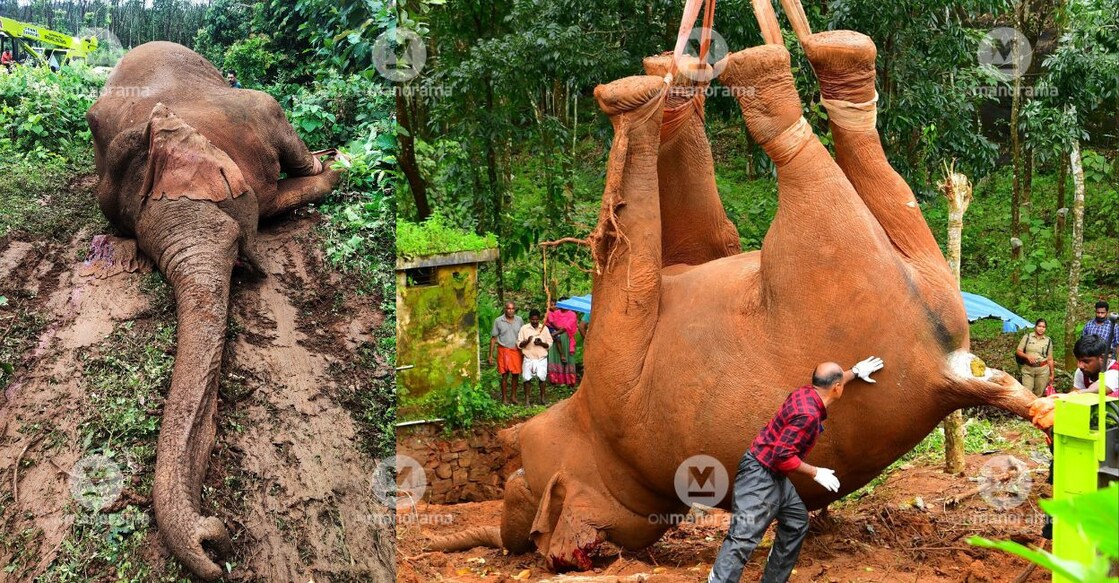 A wild elephant died after falling into a septic tank in Vellikulangara forest range in Thrissur's Kodakara. Photo: Russel Shahul/Manorama