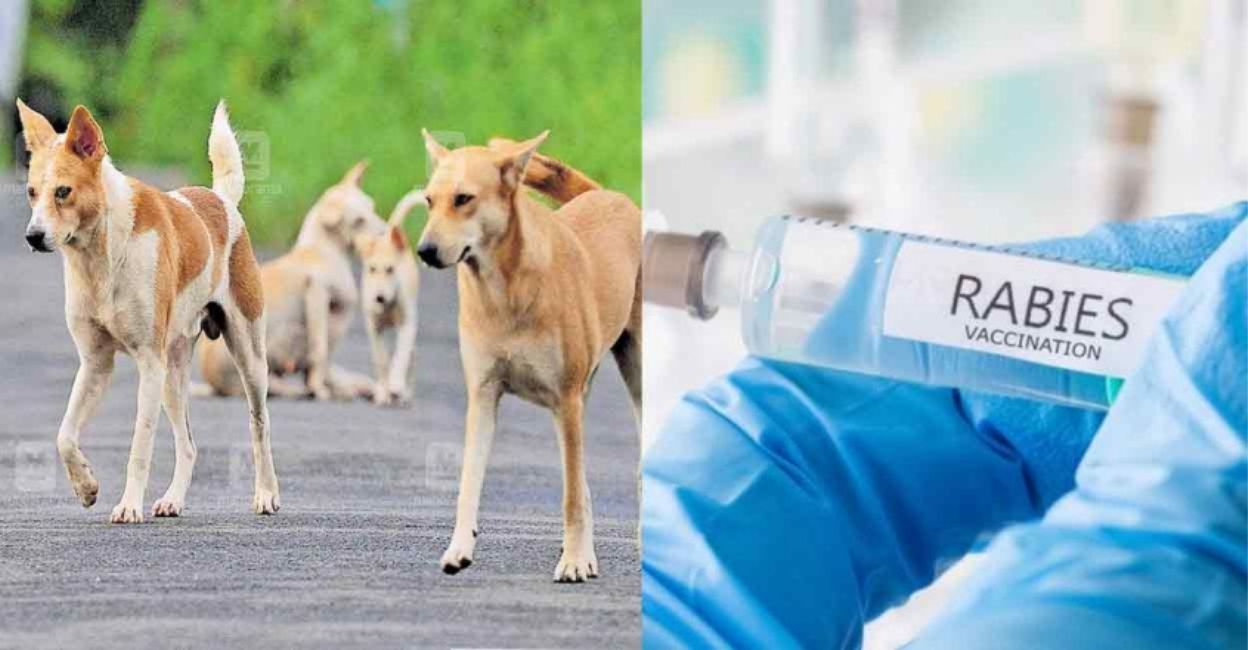 what is dog rabies vaccine