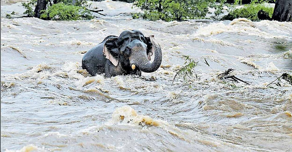 The gushing waters caught the wild tusker unaware, and it was swept away by the raging waters at Pillappara bathing ghat around 6 in the morning. Photo: Babu Athirappilly