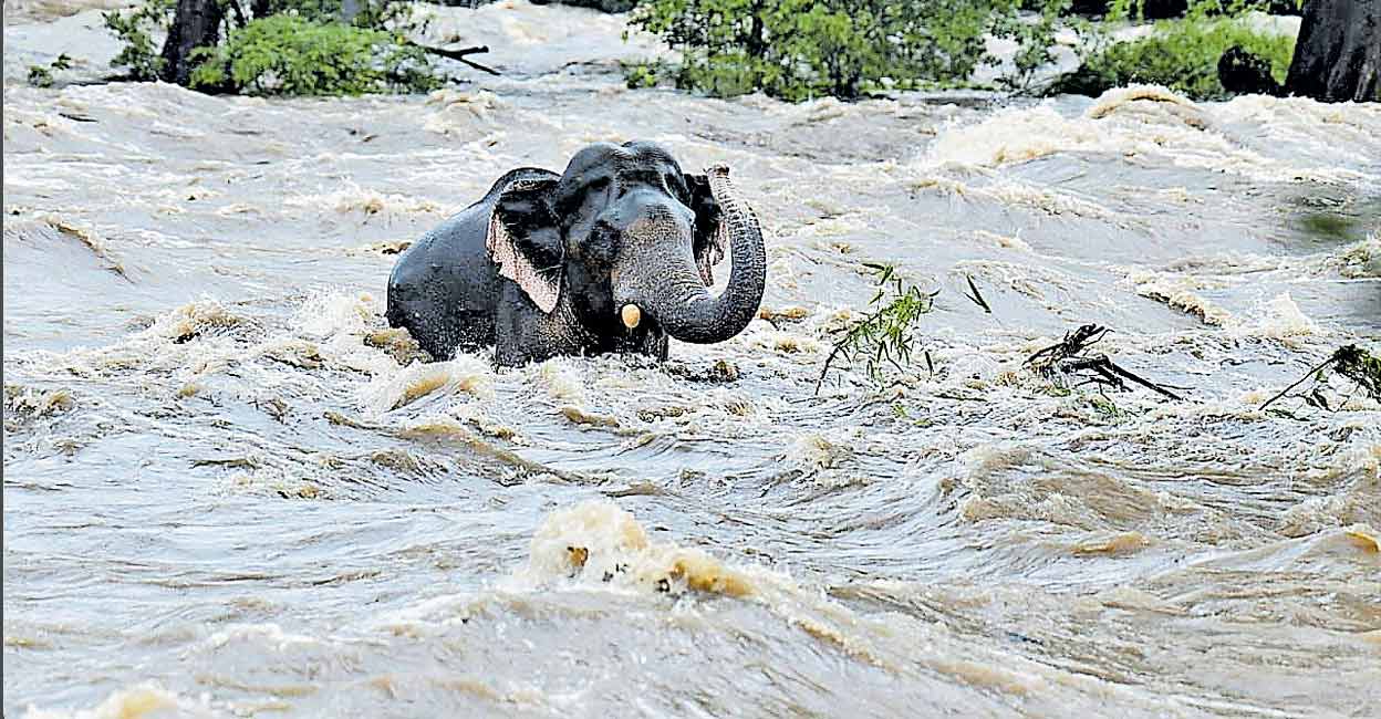 The gushing waters caught the wild tusker unaware, and it was swept away by the raging waters at Pillappara bathing ghat around 6 in the morning. Photo: Babu Athirappilly