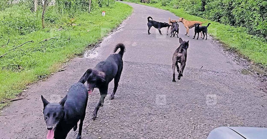 palakkad-sholayur-stray-dog-attacked-child A pack of dogs on the road near Parappanthara Ooru in Attappadi. File Photo