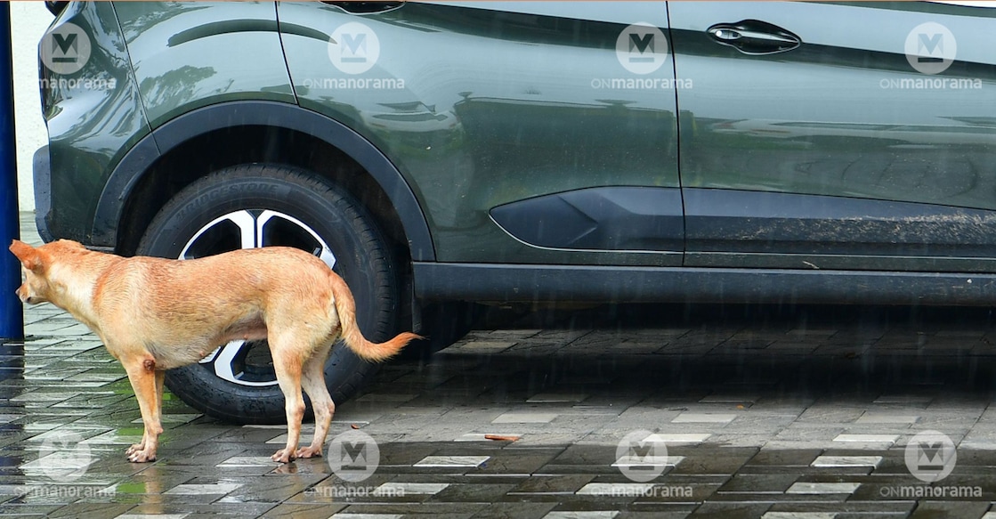 A stray dog on a pavement in Chalakkudy. Photo: Russel Shahul/Manorama