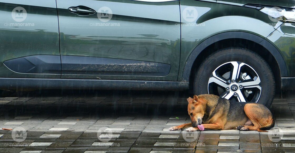 Dog A stray dog rests on a pavement in Chalakkudy. Photo: Russel Shahul/Manorama