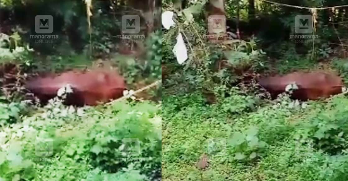 cow The cow, belonging to Chala native Shijith, died after displaying aggressive behaviour from Monday morning. Photo: Manorama
