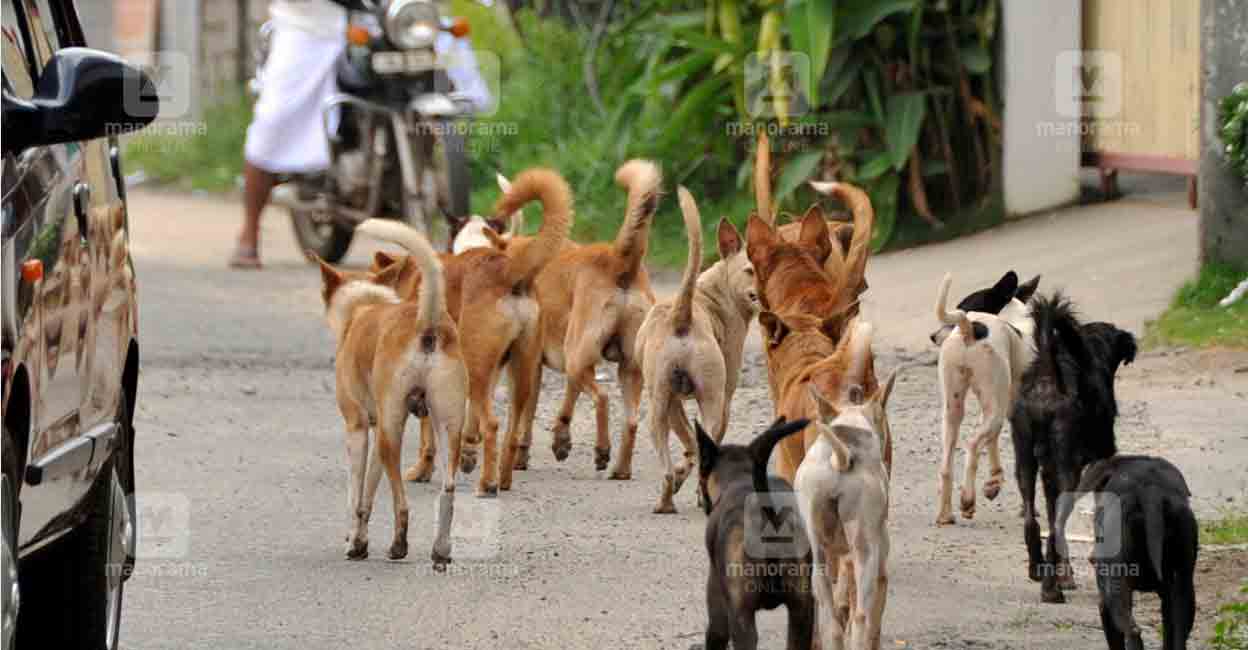 Kerala child rights panel moves SC against increasing stray dog attacks