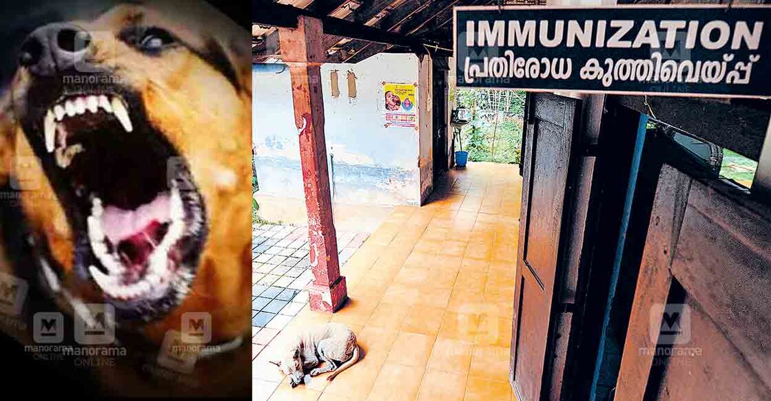 A stray dog rests outside the immunization area at a community health centre in Pathanamthitta. Photo: Nikhilraj/Manorama