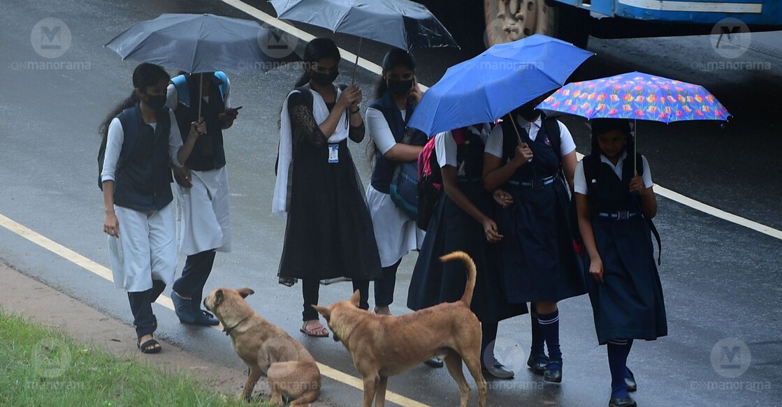 Stray dogs stare at passing students in Kozhikode. Photo: Jithin Joel Harim/Manorama