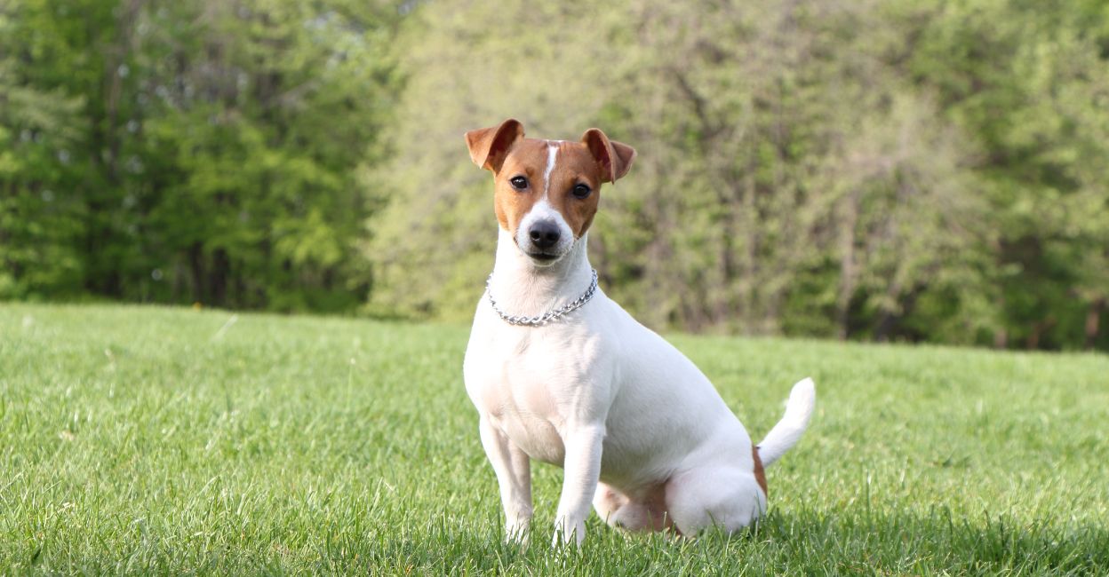 jack-terrier jack-terrier