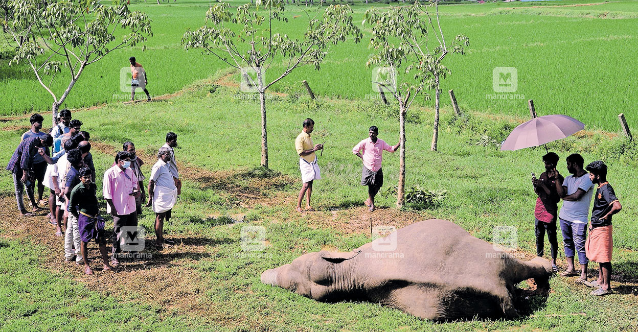 palakkad-elephant-1 The carcass of the wild elephant, which was electrocuted by an illegal live electric fence, at Nochupully in Puthupariyaram panchayat. Photo: Manorama