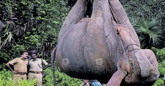palakkad-elephant-new palakkad-elephant-new