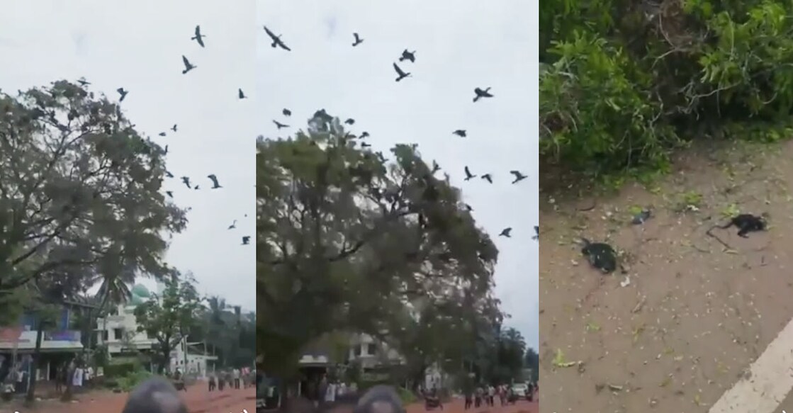 All kinds of cormorants, known as ‘neerkkakka’ in Malayalam, are protected species and any harmful act against the birds are punishable offence. 