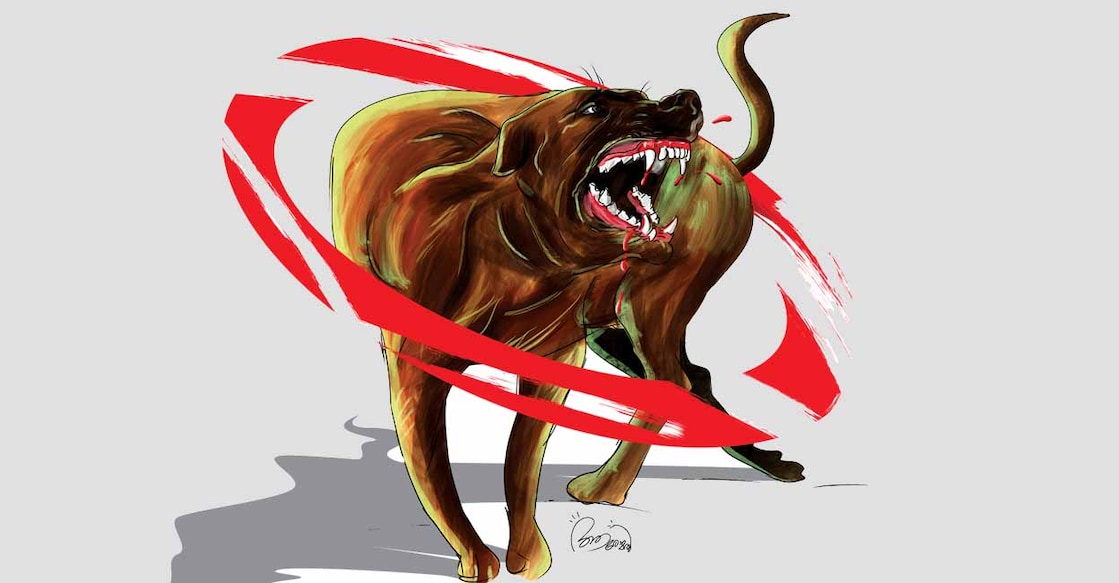 dog Stray dog. Representational image.