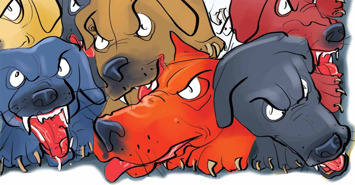 dogs dogs