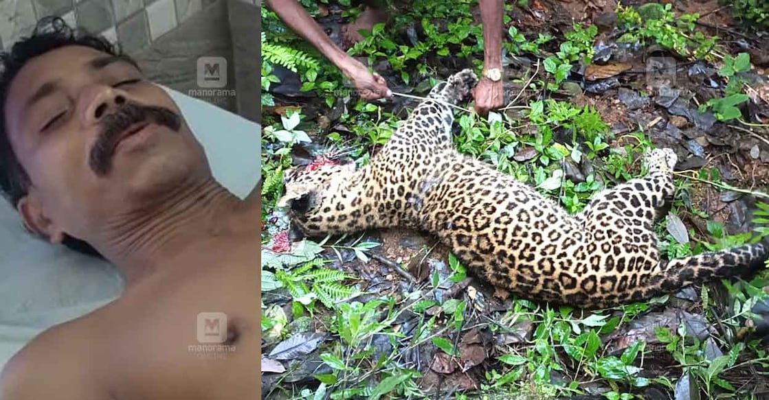 Leopard Leopard