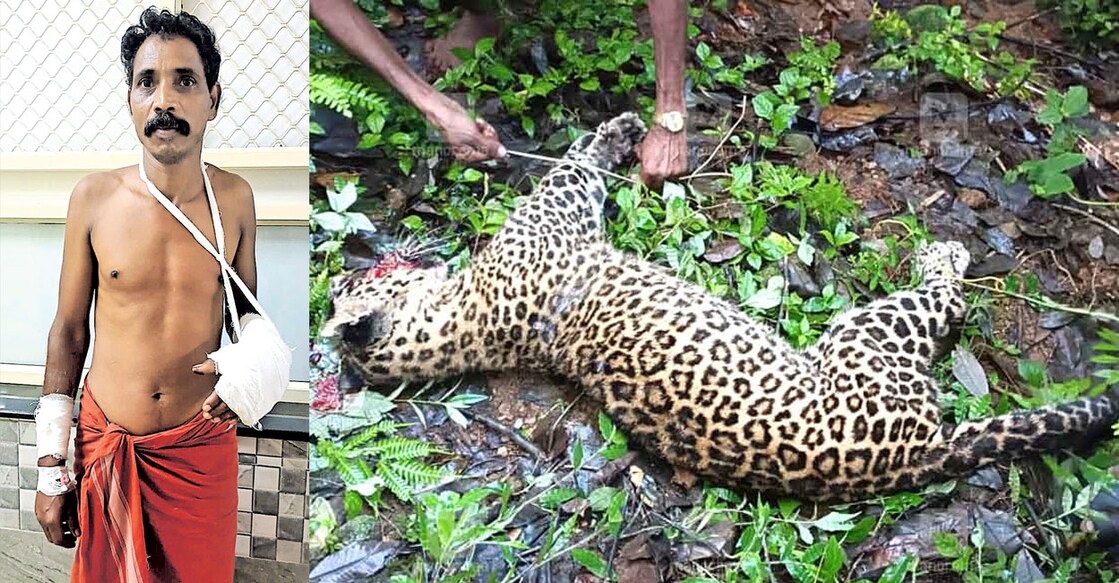 Gopalan at the Adimali Taluk hospital; the leopard that was hacked to death by Gopalan.