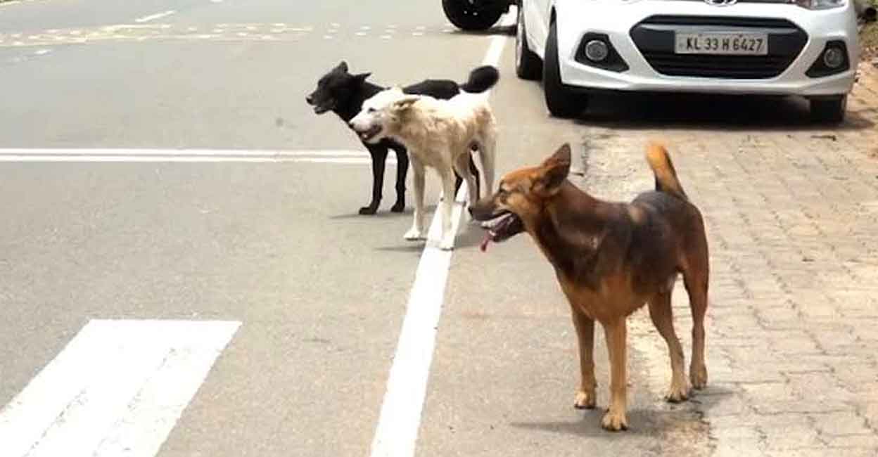 Stray dogs. Photo: Manorama News