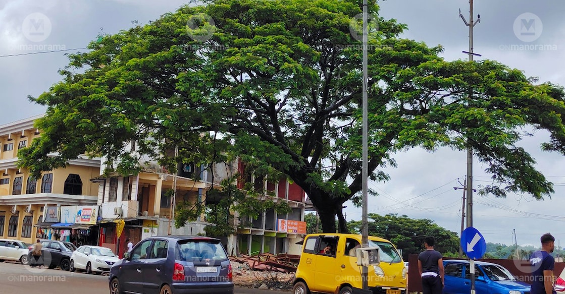 The nesting tree at Cherkala in Kasaragod that has been spared for the moment. Photo: Special Arrangement
