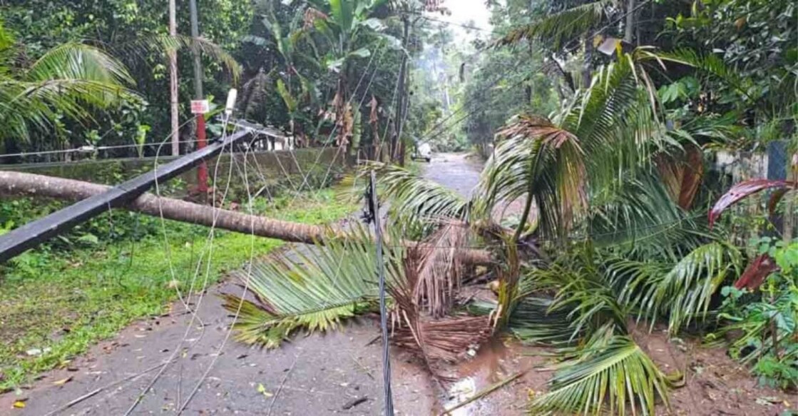 minnal-chuzhali-wind Trees and electric poles uprooted by the wind. Photo: Manorama Online.