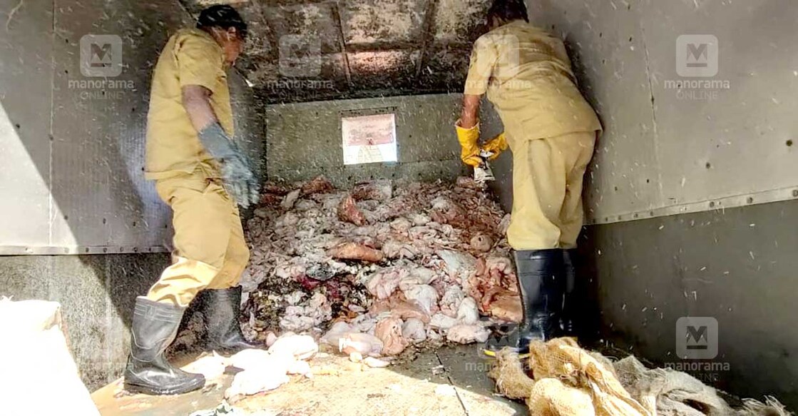 കളമശേരിയിൽ റെയ്ഡിൽ കണ്ടെത്തിയ പഴകിയ കോഴിയിറച്ചി അധികൃതർ മാറ്റുന്നു. 