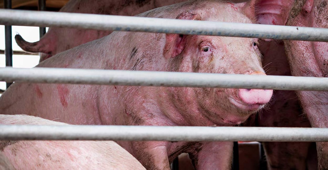 swine-flu Owner Manu Sebastian says he is staring at a loss of Rs 1 crore: Shutterstock:Fahroni