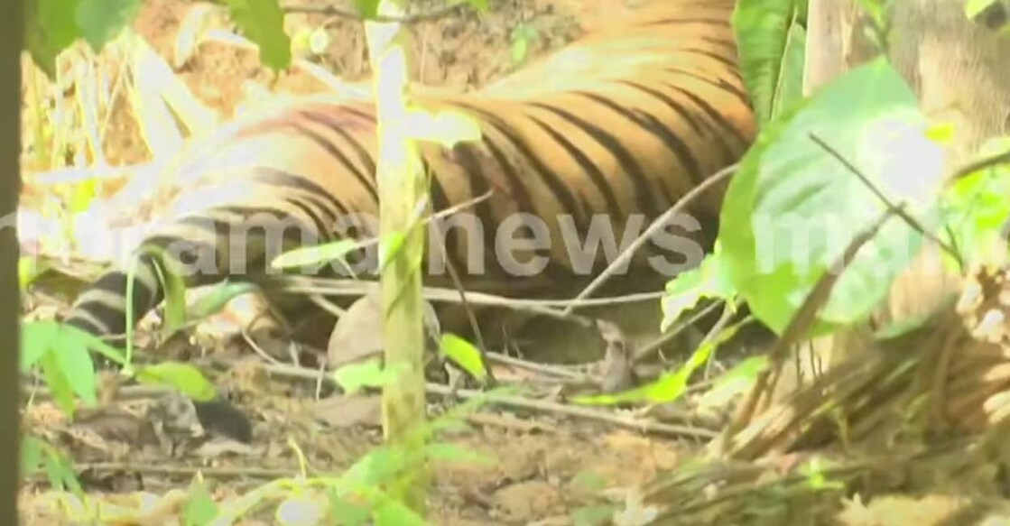 tiger-wayanad-14 tiger-wayanad-14