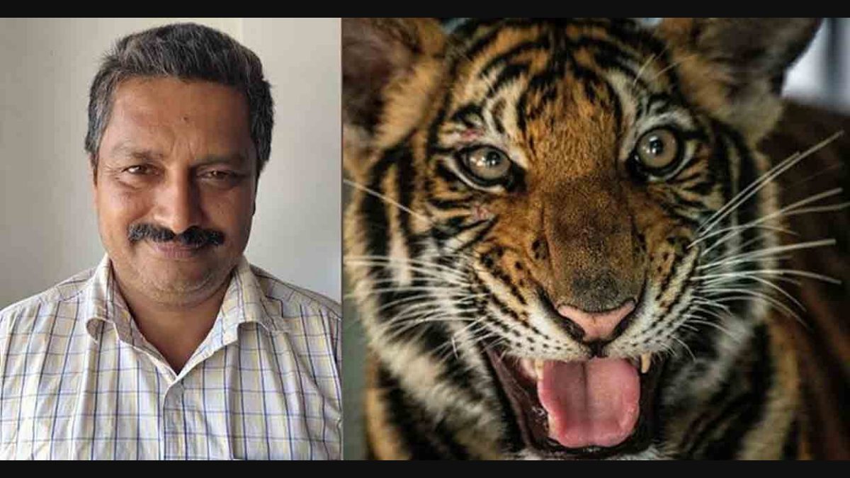 Tiger attack: Govt wriggles out from people's anger by promising job to  victim's family | Manorama English