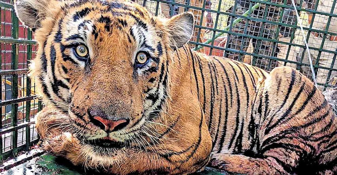 വയനാട് കുപ്പാടിത്തറ നടമ്മലിൽ നിന്നു പിടികൂടിയ കടുവയെ മുത്തങ്ങയിലെ പരിചരണ കേന്ദ്രത്തിലെത്തിച്ചപ്പോൾ.